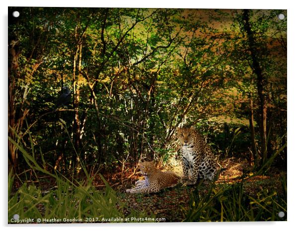 Leopards Retreat. Acrylic by Heather Goodwin
