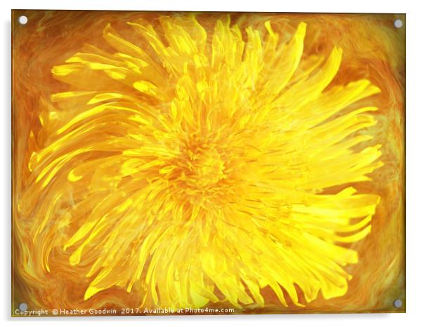 Sunshine Dandy Acrylic by Heather Goodwin