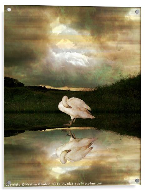 Swan Song Acrylic by Heather Goodwin