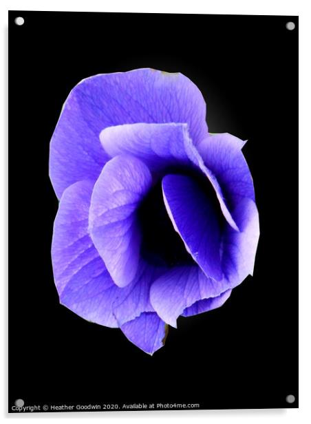 Blue Anemone Acrylic by Heather Goodwin