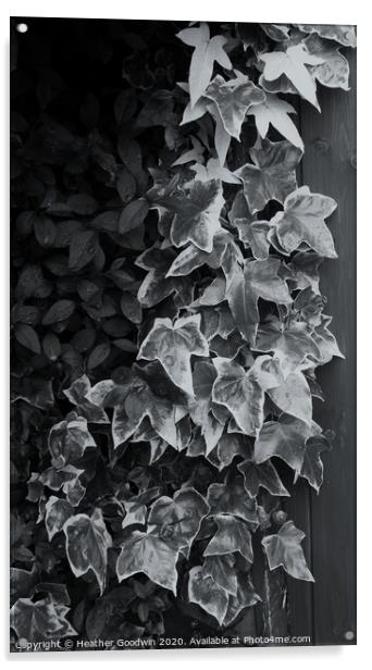 Ivy - Study in Black and White Acrylic by Heather Goodwin