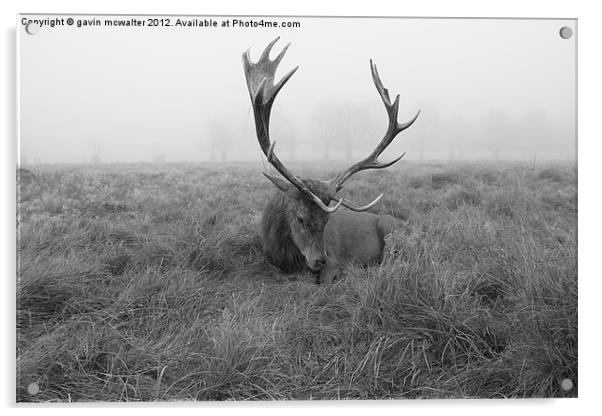 stag at richmond park on a foggy day Acrylic by gavin mcwalter