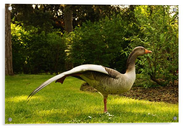 grey goose at kew Acrylic by gavin mcwalter