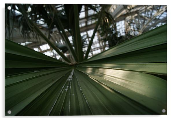 palm leaf in kew garden greenhouse Acrylic by gavin mcwalter