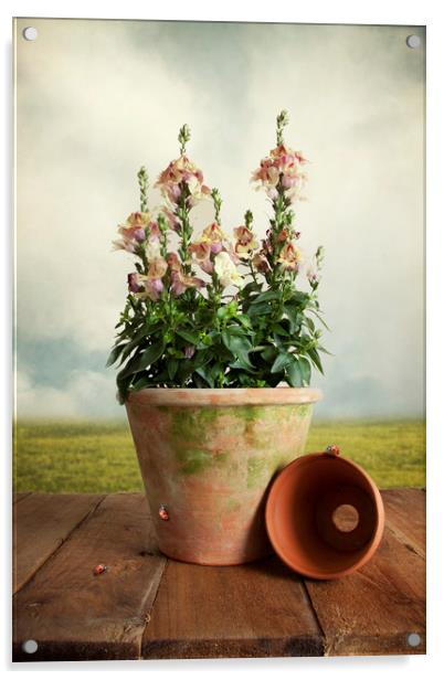 Snap Dragon Plant On Garden Table With Ladybirds Acrylic by Lynne Davies