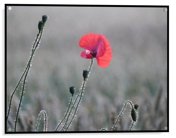 poppy in early morning light Acrylic by susan potter