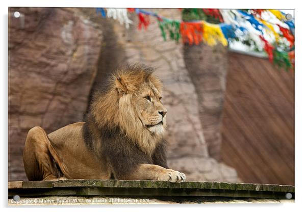 Lion Acrylic by Martyn Taylor
