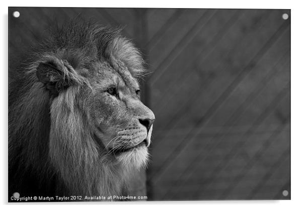 Lion #5 Acrylic by Martyn Taylor