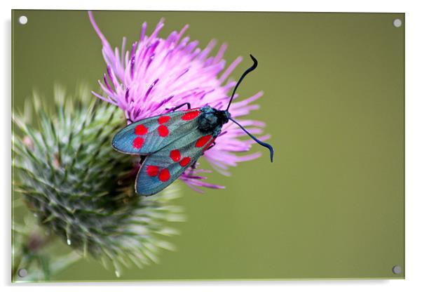 Six spotted Burnet Moth Acrylic by Judy Andrews
