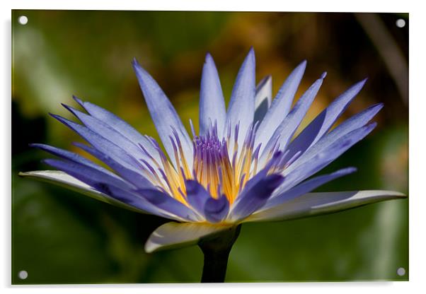 Blue Water Lily Acrylic by Judy Andrews