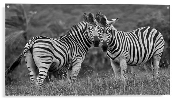 Zebra Love Acrylic by Judy Andrews