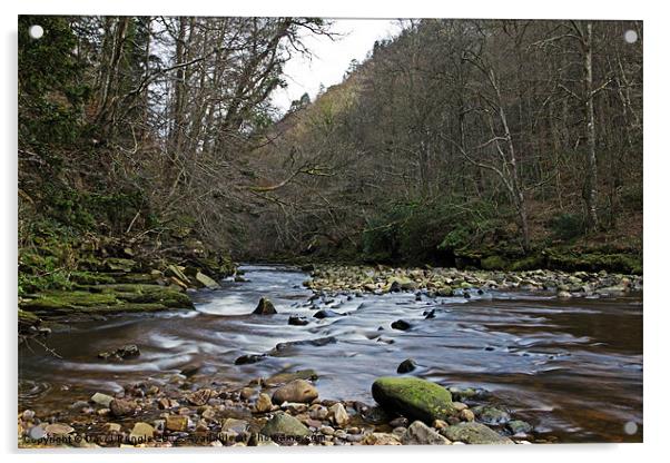 River Allen Acrylic by David Pringle