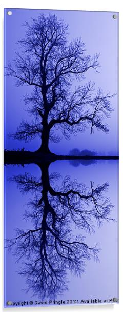 Tree Skeleton Reflection Acrylic by David Pringle