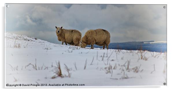 Sheep in Snow Acrylic by David Pringle