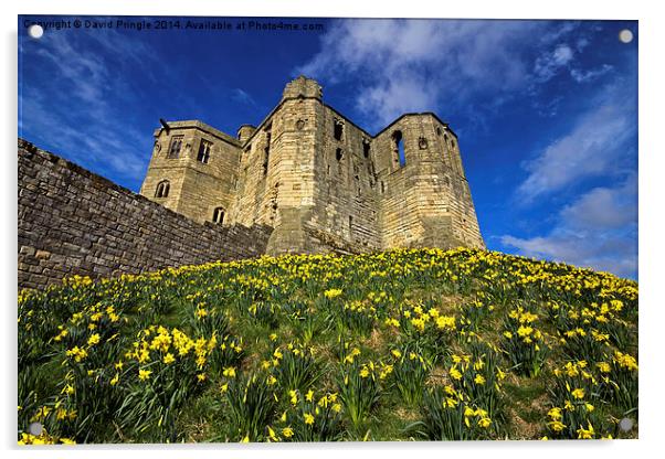 Warkworth Castle in Spring Acrylic by David Pringle