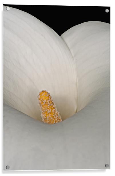 Calla Lily III Acrylic by David Pringle
