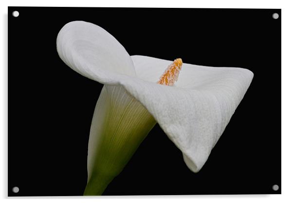 Calla Lily IV Acrylic by David Pringle