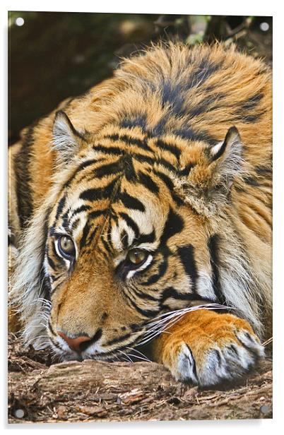 Sumatran Tiger Acrylic by David Pringle
