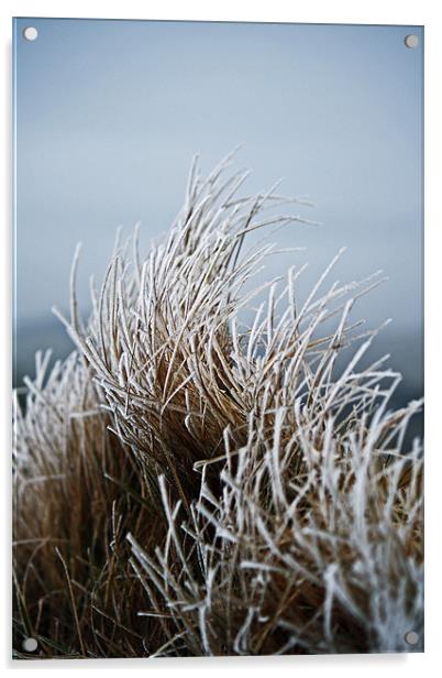 Frosted Grass Acrylic by David Pringle