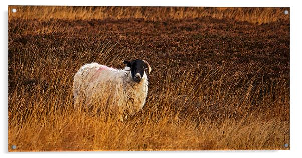 Sheep In Heather Acrylic by David Pringle