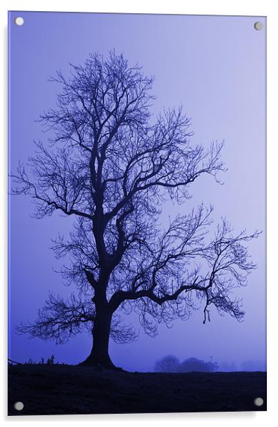 Tree Skeleton Acrylic by David Pringle