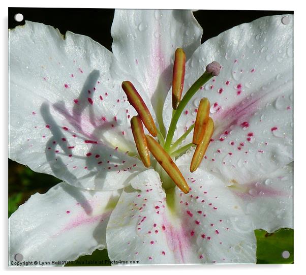 Stargazer Lily Acrylic by Lynn Bolt