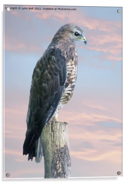 Peregrine Falcon Acrylic by Lynn Bolt