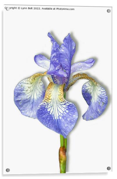 Purple Iris on White Acrylic by Lynn Bolt