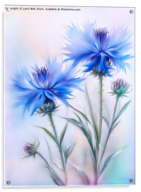 Cornflowers Acrylic by Lynn Bolt