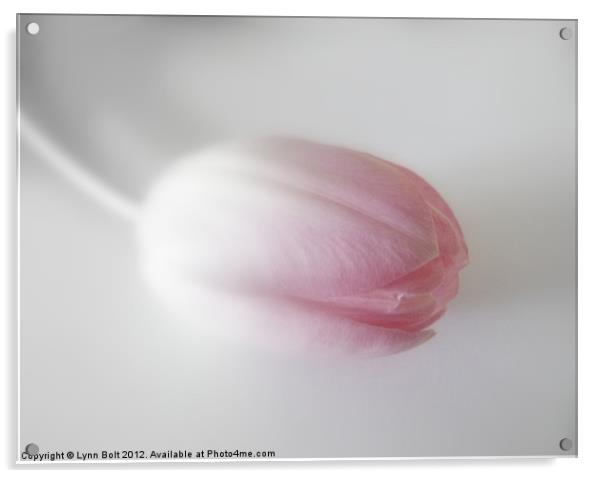 Tulip with a Soft Focus Acrylic by Lynn Bolt