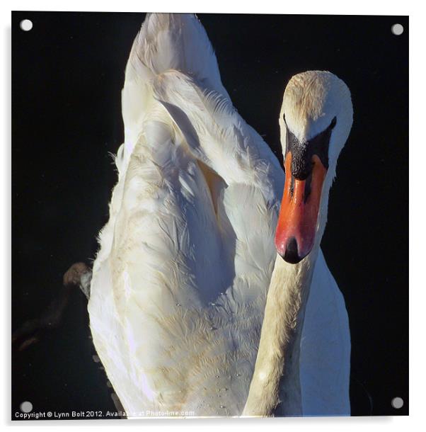 The Swan Acrylic by Lynn Bolt