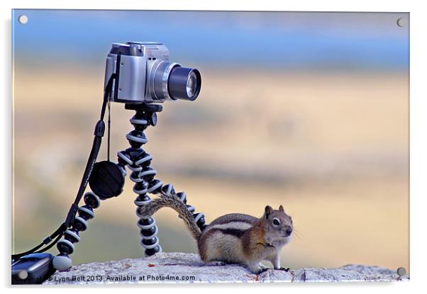 Cheeky Chipmunk Acrylic by Lynn Bolt