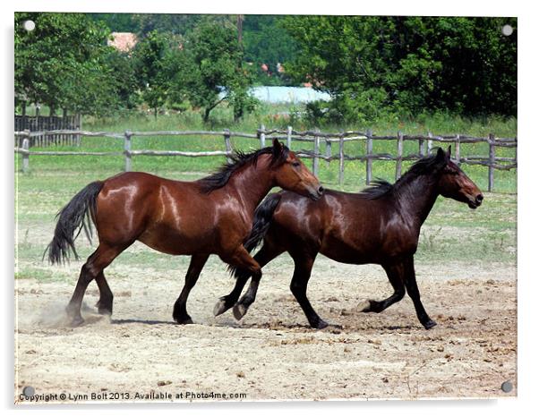 Hungarian Puszta Horses Acrylic by Lynn Bolt