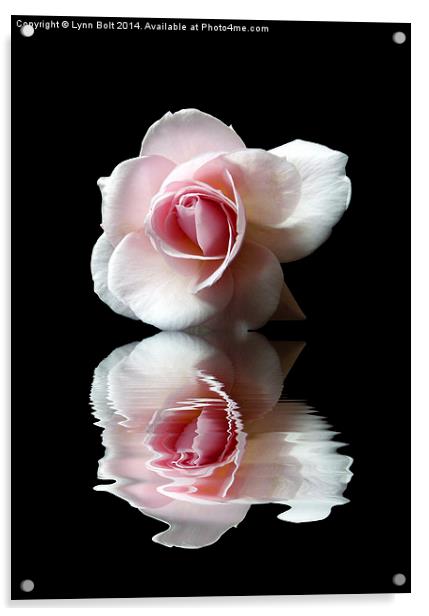 Reflections of a Rose Acrylic by Lynn Bolt