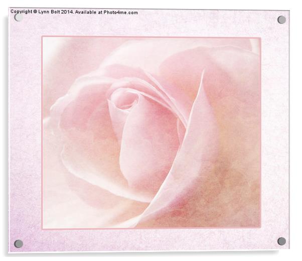 Baby Pink Rose Acrylic by Lynn Bolt