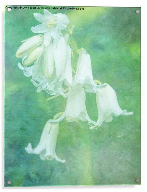White Bluebell Acrylic by Lynn Bolt