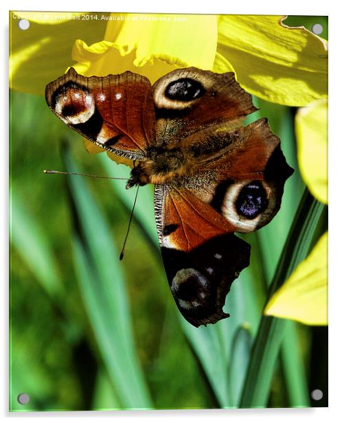 Butterfly on a Daffodil Acrylic by Lynn Bolt