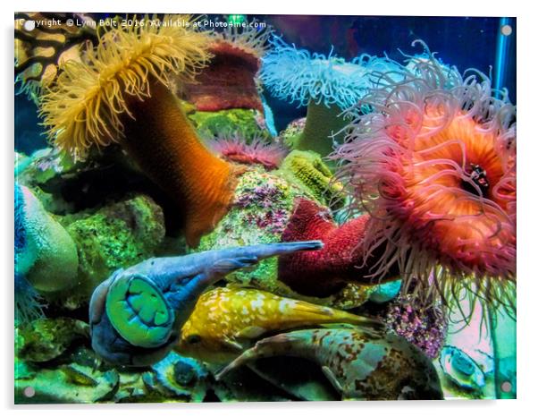 Creatures of the Aquarium Acrylic by Lynn Bolt