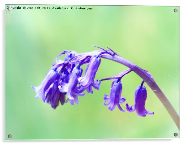 Bluebell Acrylic by Lynn Bolt