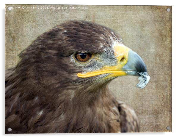 Golden Eagle Acrylic by Lynn Bolt