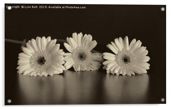 Three Gerberas Acrylic by Lynn Bolt