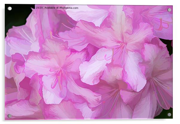 Acrylic Pink Rhododendrons Acrylic by Lynn Bolt