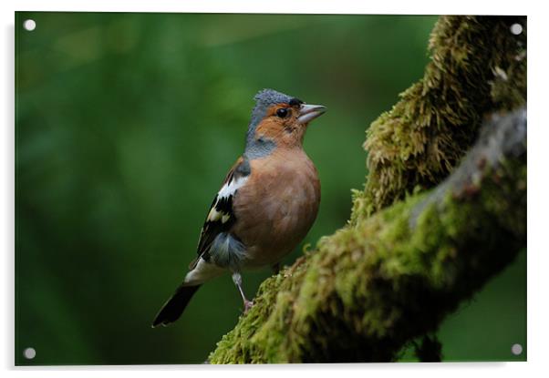 Chaffinch on a branch Acrylic by Lynn Bolt