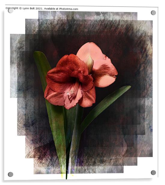 Red Amaryllis Acrylic by Lynn Bolt