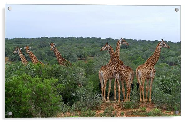 Giraffe Group Acrylic by Lynn Bolt