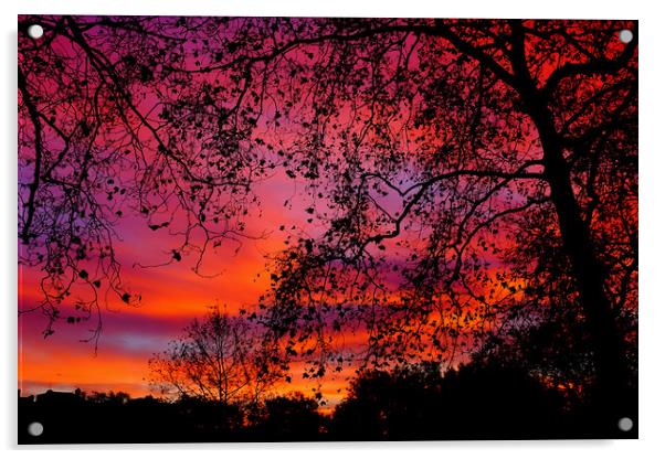 Sunrise in Green Park Acrylic by Steve Brand