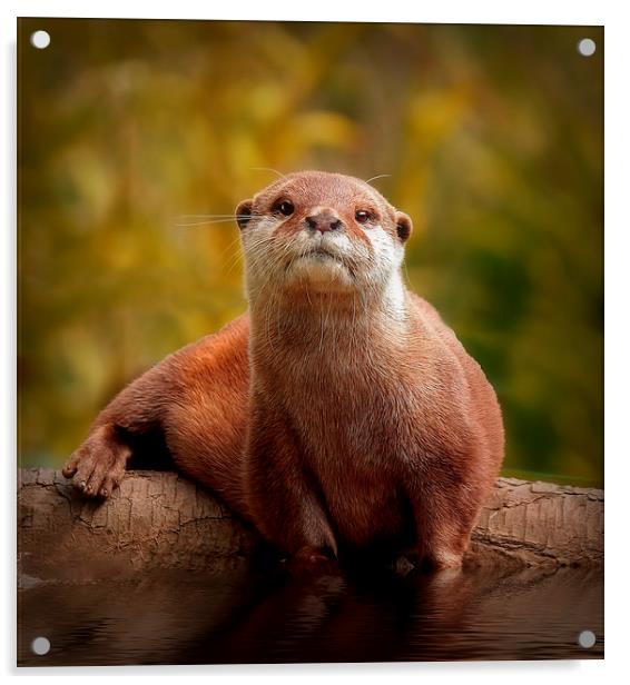 Asian Short toed Otter Acrylic by Richie Fairlamb