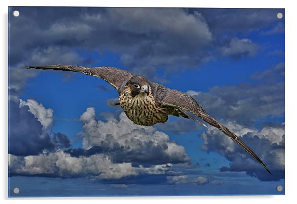 Saker Falcon Acrylic by Richie Fairlamb
