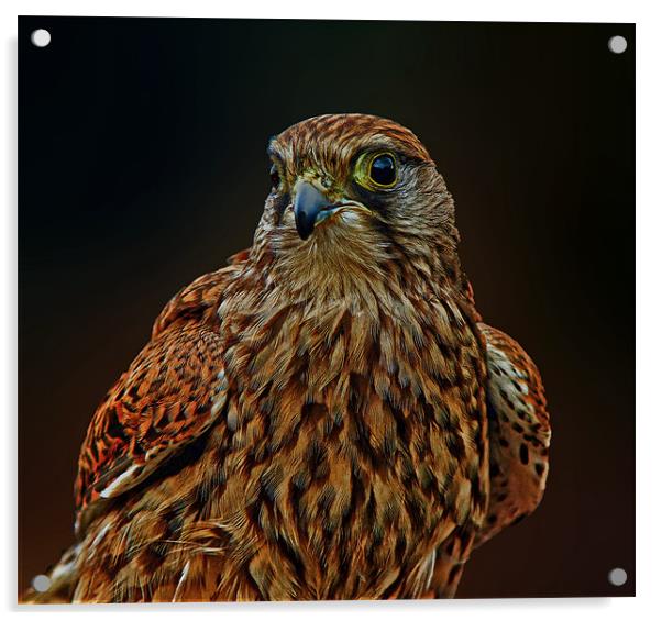 Falcon Acrylic by Richie Fairlamb