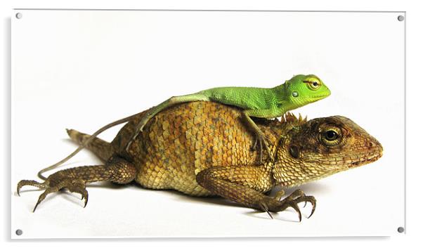 lizards Acrylic by Samuel Goll